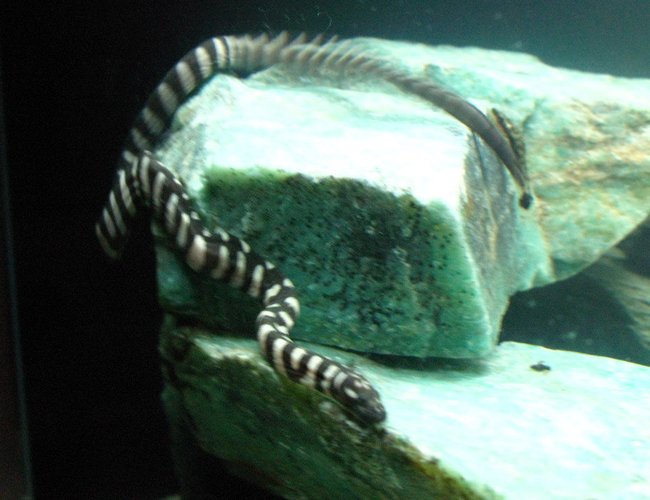 corals inverts - acrochordus granulatus - little file snake stocking in 75 gallons tank - Little File Snake corals inverts - acrochordus granulatus - little file snake stocking in 75 gallons tank - Little File Snake