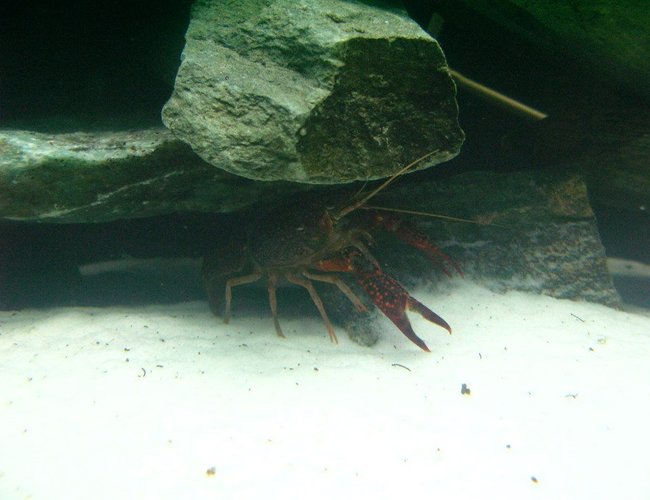 corals inverts - enoplometopus sp. - reef lobster, red hawaiian stocking in 75 gallons tank - Red Crayfish corals inverts - enoplometopus sp. - reef lobster, red hawaiian stocking in 75 gallons tank - Red Crayfish