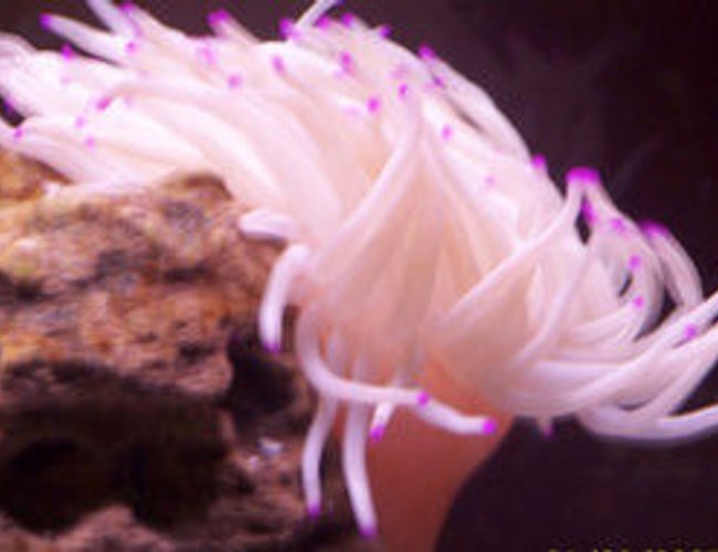 corals inverts - condylactis gigantea - condy anemone stocking in 55 gallons tank - pink tip corals inverts - condylactis gigantea - condy anemone stocking in 55 gallons tank - pink tip