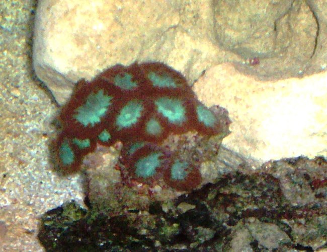 corals inverts - blastomussa merletti - australian big polyp blastomussa stocking in 114 gallons tank - BLASTOMUSSA WELLSI corals inverts - blastomussa merletti - australian big polyp blastomussa stocking in 114 gallons tank - BLASTOMUSSA WELLSI