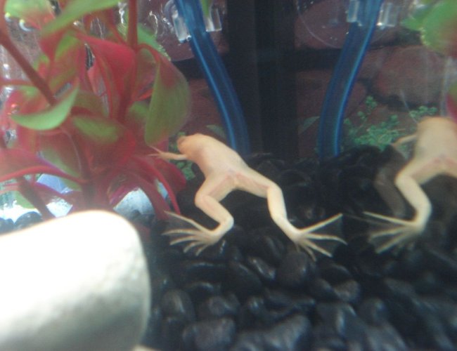 corals inverts - xenopus laevis - albino clawed frog stocking in 10 gallons tank - My Albino African Clawed Frog. corals inverts - xenopus laevis - albino clawed frog stocking in 10 gallons tank - My Albino African Clawed Frog.