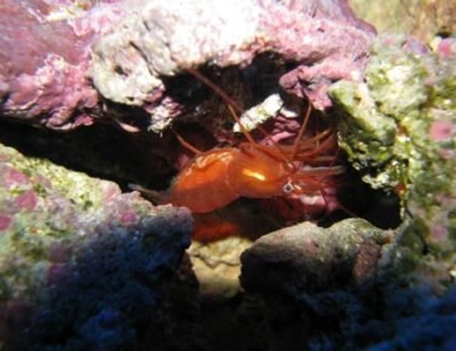 corals inverts - lysmata wurdemanni - peppermint shrimp stocking in 55 gallons tank - Shrimp with eggs corals inverts - lysmata wurdemanni - peppermint shrimp stocking in 55 gallons tank - Shrimp with eggs