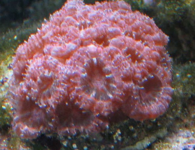 corals inverts - acanthastrea lordhowensis - aussie acan lord stocking in 75 gallons tank - Pink Acan. I've never seen another like it. corals inverts - acanthastrea lordhowensis - aussie acan lord stocking in 75 gallons tank - Pink Acan. I've never seen another like it.