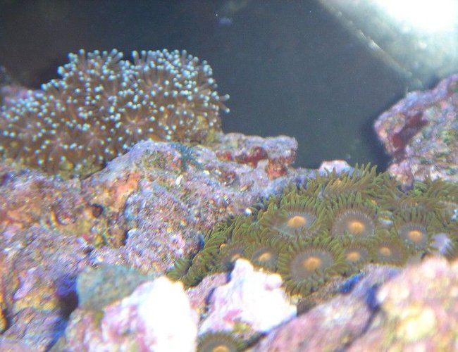 corals inverts - galaxea spp. - tooth coral stocking in 20 gallons tank - GALAXEA AND ZOANTHIDS corals inverts - galaxea spp. - tooth coral stocking in 20 gallons tank - GALAXEA AND ZOANTHIDS
