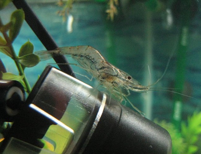 corals inverts - macrobrachium sp. - indian whisker shrimp stocking in 56 gallons tank - My Whiskers Shrimp corals inverts - macrobrachium sp. - indian whisker shrimp stocking in 56 gallons tank - My Whiskers Shrimp