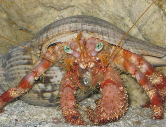corals inverts - dardanus spp. - hermit crab with anemone stocking in 75 gallons tank - Big Crab corals inverts - dardanus spp. - hermit crab with anemone stocking in 75 gallons tank - Big Crab