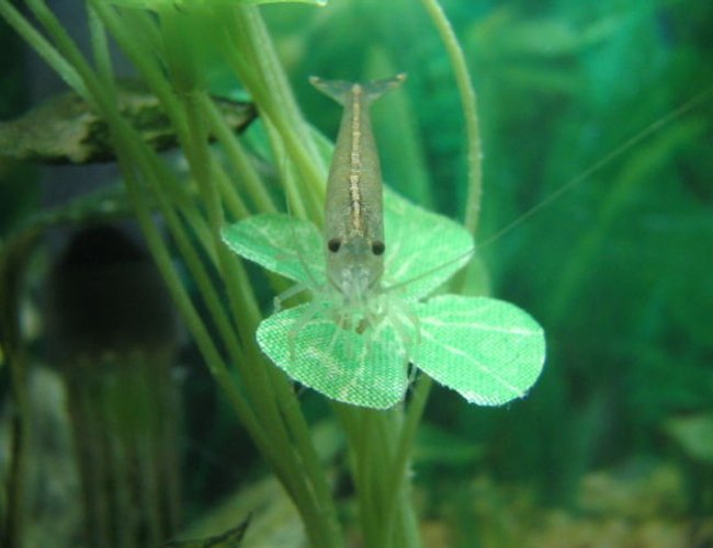 corals inverts - caridina japonica - japonica amano shrimp stocking in 5 gallons tank - My amano shrimp corals inverts - caridina japonica - japonica amano shrimp stocking in 5 gallons tank - My amano shrimp