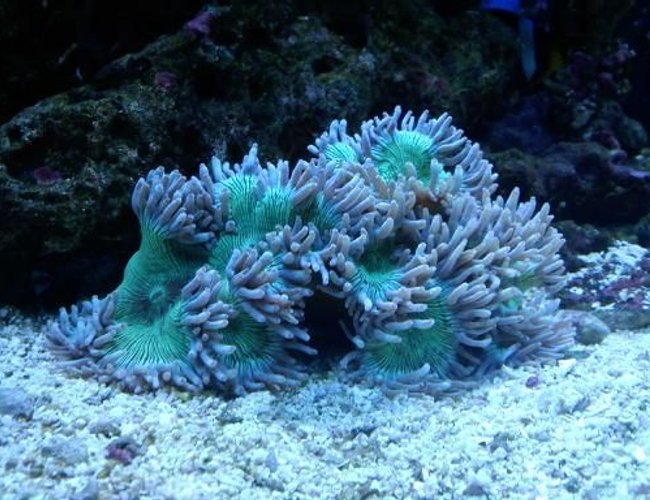 corals inverts - catalaphyllia jardinei - elegance coral stocking in 120 gallons tank - elegance corals inverts - catalaphyllia jardinei - elegance coral stocking in 120 gallons tank - elegance