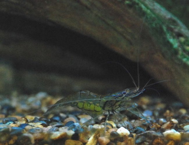 corals inverts - macrobrachium sp. - indian whisker shrimp stocking in 168 gallons tank - Wisker Shrimp - about 2.5" & full of little green eggs. These guys are the best scavengers - they work day and night and even reach under the gravel to get at their little tresures. corals inverts - macrobrachium sp. - indian whisker shrimp stocking in 168 gallons tank - Wisker Shrimp - about 2.5" & full of little green eggs. These guys are the best scavengers - they work day and night and even reach under the gravel to get at their little tresures.