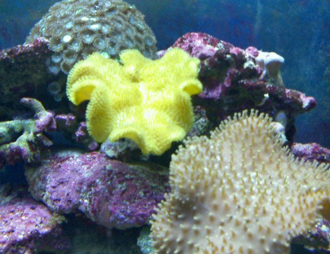 corals inverts - sarcophyton elegans - yellow fiji leather coral stocking in 55 gallons tank - leather coral corals inverts - sarcophyton elegans - yellow fiji leather coral stocking in 55 gallons tank - leather coral