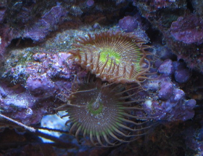 corals inverts - protopalythoa sp. - button polyp stocking in 55 gallons tank - Green Button Polyop 10 mos. corals inverts - protopalythoa sp. - button polyp stocking in 55 gallons tank - Green Button Polyop 10 mos.