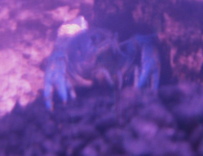 corals inverts - procambarus sp. - hammers cobalt blue lobster stocking in 15 gallons tank - "Hercules" corals inverts - procambarus sp. - hammers cobalt blue lobster stocking in 15 gallons tank - "Hercules"