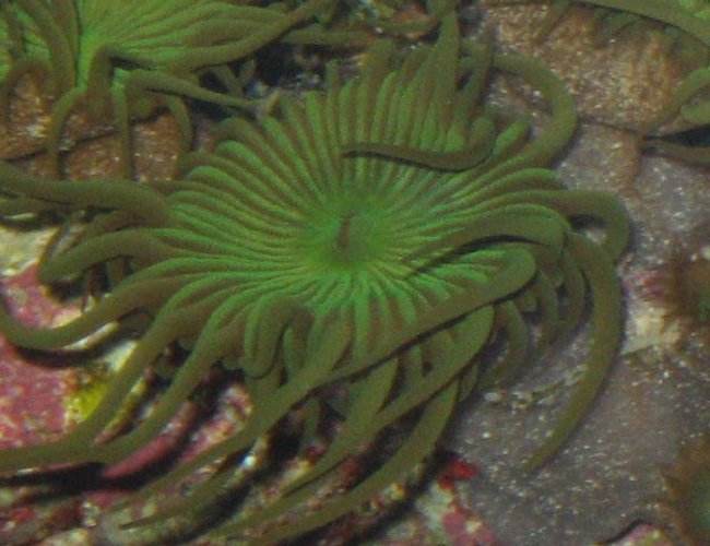 corals inverts - protopalythoa sp. - button polyp stocking in 90 gallons tank - polyp corals inverts - protopalythoa sp. - button polyp stocking in 90 gallons tank - polyp