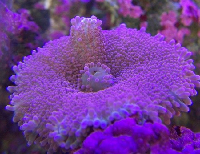 corals inverts - ricordea yuma - flower / ricordea mushroom stocking in 65 gallons tank - Yumma corals inverts - ricordea yuma - flower / ricordea mushroom stocking in 65 gallons tank - Yumma