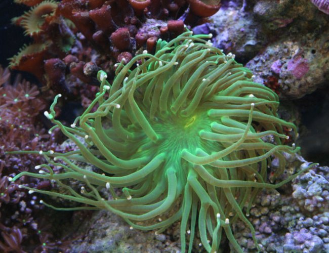 corals inverts - euphyllia glabrescens - torch coral stocking in 90 gallons tank - This is a torch I bought as a frag. corals inverts - euphyllia glabrescens - torch coral stocking in 90 gallons tank - This is a torch I bought as a frag.
