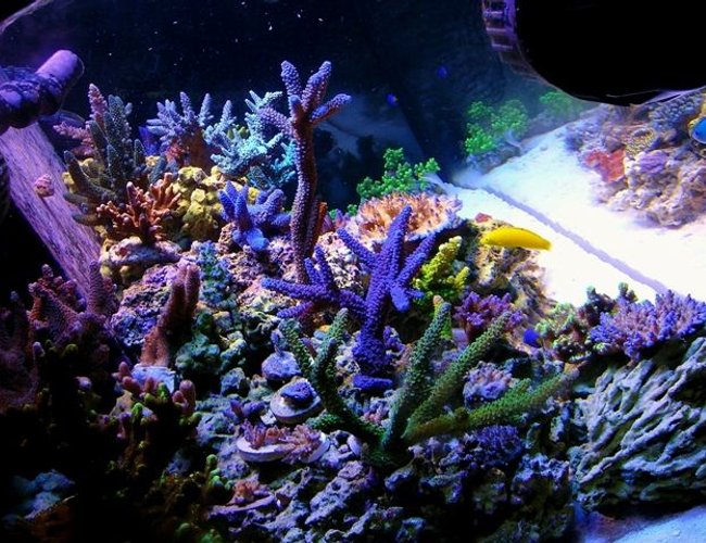 corals inverts - seriatopora hystrix - birdsnest coral stocking in 120 gallons tank - my 120g tech tank sps,and rare green Nepthea ,ans some Sinularia ,400w Reeflux 10k ,2 250w Radium 20k on the sides ,3 Uri vho super actnics,1 actinic white vho Uri,2 fiji purple t5 ,Octo Extreme 250 skimmer,Geo 618 cal/reactor,mag 18 ,2 Ecotech Vortecs, #2 Hydor Koralia,and a #3 and a #4,150lbs Marco rock ,170lbs approx live sand ,Seachem reef salt the only salt I will ever use #1 in my book,I dose Mag,Iodine,Strontium,Potassium,only when needed which is very rare with this salt mix,Zeovite Amino acids ,and Zooplankton ,and lots of fish food I over feed my fish to keep my coral color where I like it .Some gfo in a reactor . corals inverts - seriatopora hystrix - birdsnest coral stocking in 120 gallons tank - my 120g tech tank sps,and rare green Nepthea ,ans some Sinularia ,400w Reeflux 10k ,2 250w Radium 20k on the sides ,3 Uri vho super actnics,1 actinic white vho Uri,2 fiji purple t5 ,Octo Extreme 250 skimmer,Geo 618 cal/reactor,mag 18 ,2 Ecotech Vortecs, #2 Hydor Koralia,and a #3 and a #4,150lbs Marco rock ,170lbs approx live sand ,Seachem reef salt the only salt I will ever use #1 in my book,I dose Mag,Iodine,Strontium,Potassium,only when needed which is very rare with this salt mix,Zeovite Amino acids ,and Zooplankton ,and lots of fish food I over feed my fish to keep my coral color where I like it .Some gfo in a reactor .
