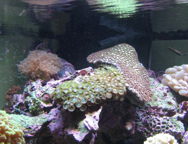 corals inverts - platygyra sp. - brain worm platygyra coral stocking in 92 gallons tank - Playtgyra, frog spawn and Zoas corals inverts - platygyra sp. - brain worm platygyra coral stocking in 92 gallons tank - Playtgyra, frog spawn and Zoas