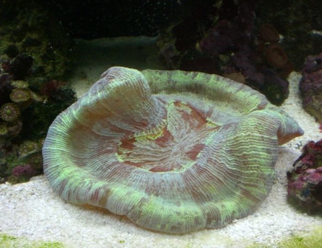 corals inverts - trachyphyllia geoffroyi - brain coral, trachyphyllia stocking in 14 gallons tank - My Brain Coral corals inverts - trachyphyllia geoffroyi - brain coral, trachyphyllia stocking in 14 gallons tank - My Brain Coral