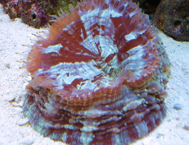 corals inverts - acanthophyllia deshayesiana - doughnut coral stocking in 55 gallons tank - doughnut coral corals inverts - acanthophyllia deshayesiana - doughnut coral stocking in 55 gallons tank - doughnut coral