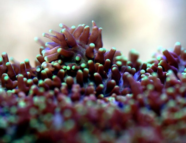 corals inverts - galaxea spp. - tooth coral stocking in 90 gallons tank - A new resident in my 90g corals inverts - galaxea spp. - tooth coral stocking in 90 gallons tank - A new resident in my 90g