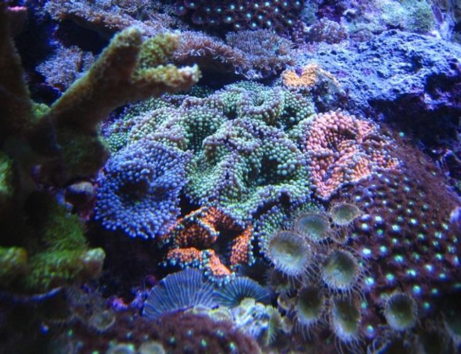 corals inverts - ricordea florida - ricordea mushroom, blue/green stocking in 90 gallons tank corals inverts - ricordea florida - ricordea mushroom, blue/green stocking in 90 gallons tank