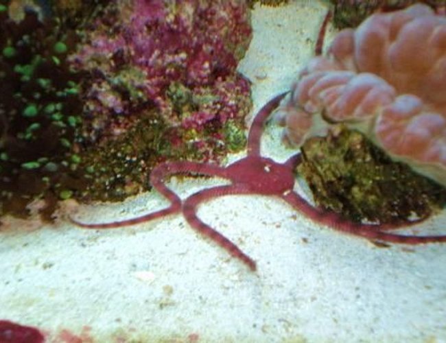 corals inverts - ophioderma sp. - serpent sea star, fancy red stocking in 55 gallons tank - red serpent star corals inverts - ophioderma sp. - serpent sea star, fancy red stocking in 55 gallons tank - red serpent star