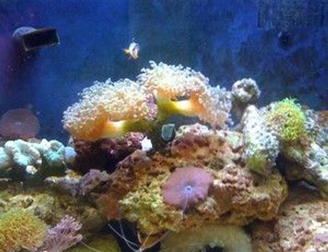 corals inverts - actinodiscus sp. - red mushroom stocking in 14 gallons tank - 14 gallon biocube stocked with coral, inverts, a green bubble tip, and a pair of clowns corals inverts - actinodiscus sp. - red mushroom stocking in 14 gallons tank - 14 gallon biocube stocked with coral, inverts, a green bubble tip, and a pair of clowns