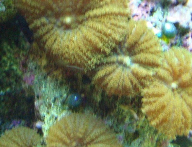 corals inverts - rhodactis indosinensis - hairy mushroom stocking in 125 gallons tank - fuzzy green mushrooms corals inverts - rhodactis indosinensis - hairy mushroom stocking in 125 gallons tank - fuzzy green mushrooms