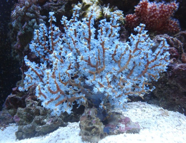 corals inverts - acalycigorgia sp. - blue sea fan stocking in 30 gallons tank - Blue Gorgonia corals inverts - acalycigorgia sp. - blue sea fan stocking in 30 gallons tank - Blue Gorgonia