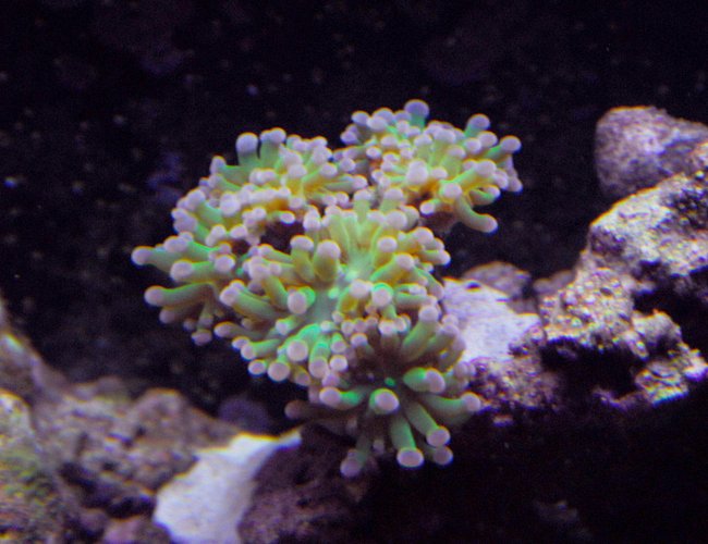 corals inverts - euphyllia paradivisa - frogspawn coral stocking in 29 gallons tank - This is my hammer coral that I have had for 4 months now, I bought it with 2 heads and now it has four, almost five. corals inverts - euphyllia paradivisa - frogspawn coral stocking in 29 gallons tank - This is my hammer coral that I have had for 4 months now, I bought it with 2 heads and now it has four, almost five.