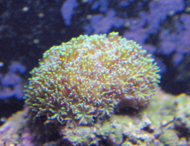 corals inverts - galaxea spp. - tooth coral stocking in 29 gallons tank - This is my galaxy coral that I aquired for helping out at the lfs. Help out.......get free stuff. Awesome coral and LOVES to eat. It doesnt open up like the mother colony does....but I think it will with time. corals inverts - galaxea spp. - tooth coral stocking in 29 gallons tank - This is my galaxy coral that I aquired for helping out at the lfs. Help out.......get free stuff. Awesome coral and LOVES to eat. It doesnt open up like the mother colony does....but I think it will with time.