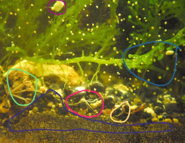 corals inverts - euphyllia glabrescens - torch coral stocking in 29 gallons tank - The purple up top is a snail that was one of a bunch that was born two months back. They are growing quickly, with plenty of algae. The light blue on the right is just showing another baby snail along with culpera. The pink is a mini bristle star, and the yellow is a bristle worm. The green is xenia that just apeared, and the purple is to show that lovely sediment. MMMMM.......NASTY. also if you look at all the little white dots.......they are filter feeding feather dusters. they help too! corals inverts - euphyllia glabrescens - torch coral stocking in 29 gallons tank - The purple up top is a snail that was one of a bunch that was born two months back. They are growing quickly, with plenty of algae. The light blue on the right is just showing another baby snail along with culpera. The pink is a mini bristle star, and the yellow is a bristle worm. The green is xenia that just apeared, and the purple is to show that lovely sediment. MMMMM.......NASTY. also if you look at all the little white dots.......they are filter feeding feather dusters. they help too!