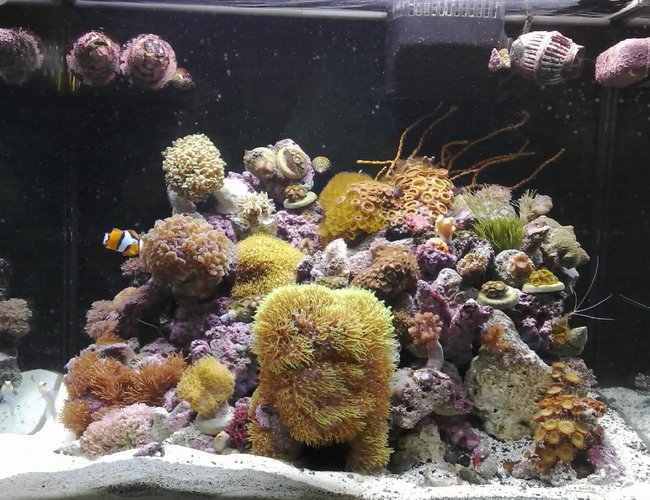 corals inverts - euphyllia glabrescens - torch coral stocking in 34 gallons tank - 34G RedSea Max corals inverts - euphyllia glabrescens - torch coral stocking in 34 gallons tank - 34G RedSea Max