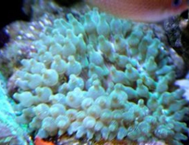 corals inverts - entacmaea quadricolor - bulb anemone stocking in 210 gallons tank - New Bubble Tip Anenome. My Clowns havent paired yet. corals inverts - entacmaea quadricolor - bulb anemone stocking in 210 gallons tank - New Bubble Tip Anenome. My Clowns havent paired yet.