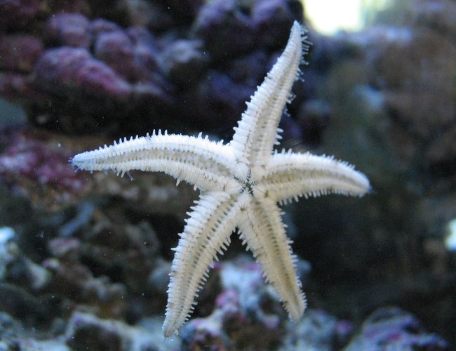 corals inverts - astropecten polycanthus - sand sifting sea star stocking in 55 gallons tank - star light star bright corals inverts - astropecten polycanthus - sand sifting sea star stocking in 55 gallons tank - star light star bright