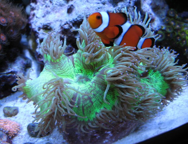 corals inverts - catalaphyllia jardinei - elegance coral stocking in 46 gallons tank - Elegance hosting my Oscellaris Clownfish corals inverts - catalaphyllia jardinei - elegance coral stocking in 46 gallons tank - Elegance hosting my Oscellaris Clownfish