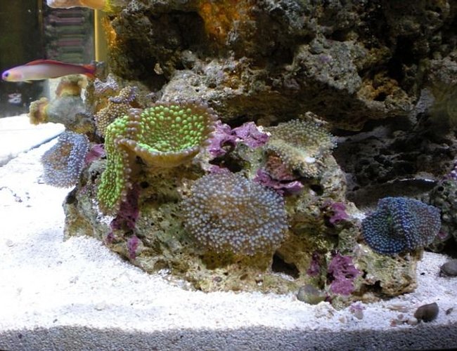 corals inverts - ricordea yuma - flower / ricordea mushroom, green stocking in 28 gallons tank - Ricordia corals inverts - ricordea yuma - flower / ricordea mushroom, green stocking in 28 gallons tank - Ricordia