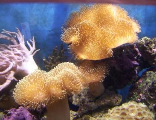 corals inverts - sarcophyton sp. - toadstool mushroom leather coral stocking in 500 gallons tank - Sarcophyton Sp.
Toadstools in the main reef tank, these have now been moved to allow more growth corals inverts - sarcophyton sp. - toadstool mushroom leather coral stocking in 500 gallons tank - Sarcophyton Sp.
Toadstools in the main reef tank, these have now been moved to allow more growth