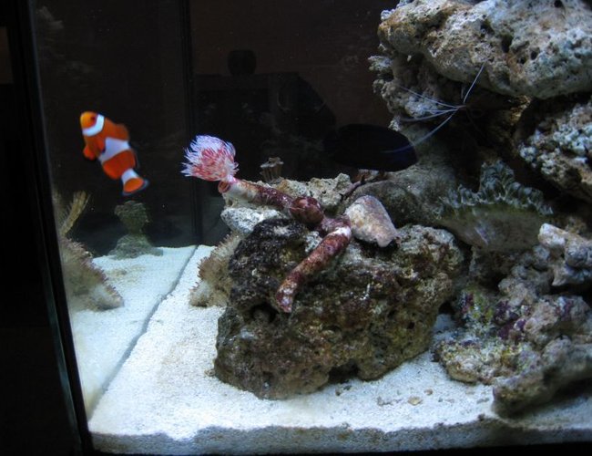 corals inverts - protula bispiralis - hard tube coco worm stocking in 35 gallons tank - I heart clown fish corals inverts - protula bispiralis - hard tube coco worm stocking in 35 gallons tank - I heart clown fish