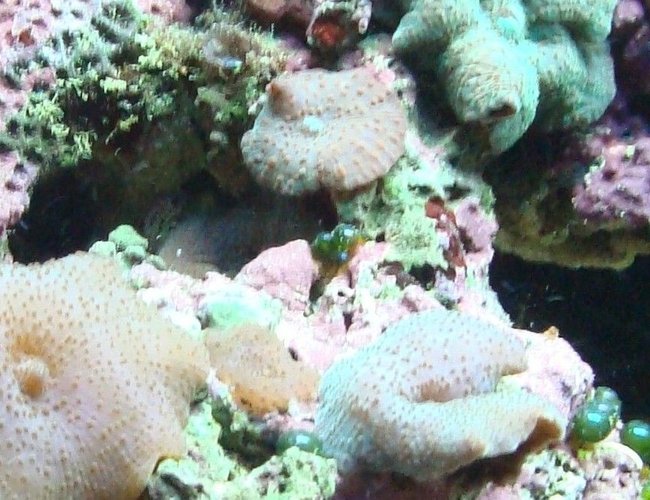 corals inverts - actinodiscus sp. - mushroom stocking in 125 gallons tank - more mushrooms notice my clown fich corals inverts - actinodiscus sp. - mushroom stocking in 125 gallons tank - more mushrooms notice my clown fich