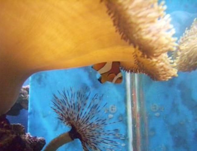 corals inverts - sarcophyton sp. - toadstool mushroom leather coral stocking in 500 gallons tank - Percula living under Sarcophyton Sp corals inverts - sarcophyton sp. - toadstool mushroom leather coral stocking in 500 gallons tank - Percula living under Sarcophyton Sp