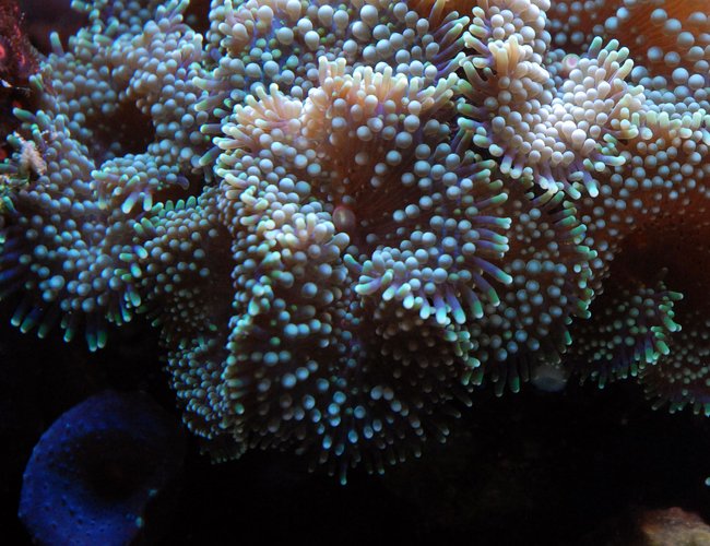 corals inverts - ricordea florida - ricordea mushroom, blue/green (caribbean) stocking in 125 gallons tank - Green Ricordea corals inverts - ricordea florida - ricordea mushroom, blue/green (caribbean) stocking in 125 gallons tank - Green Ricordea