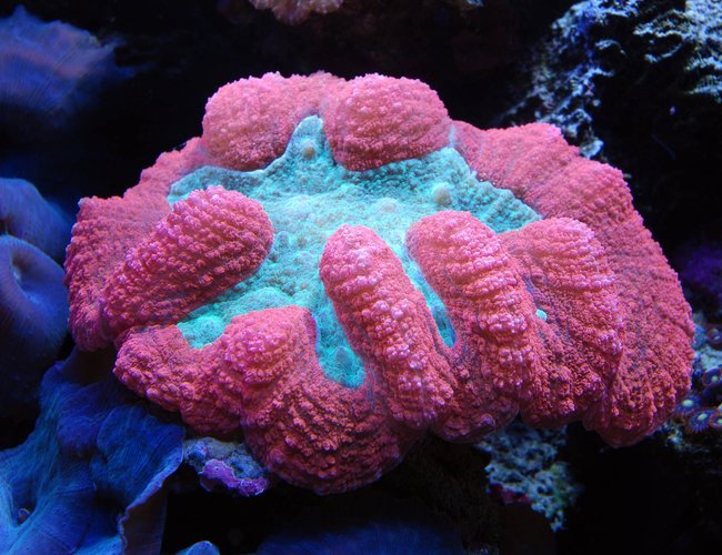 corals inverts - trachyphyllia geoffroyi - brain coral stocking in 125 gallons tank - Brain coral corals inverts - trachyphyllia geoffroyi - brain coral stocking in 125 gallons tank - Brain coral