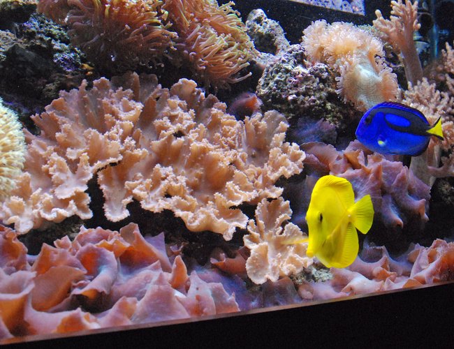 corals inverts - sinularia brassica - cabbage leather coral stocking in 125 gallons tank - Soft corals and mushrooms corals inverts - sinularia brassica - cabbage leather coral stocking in 125 gallons tank - Soft corals and mushrooms
