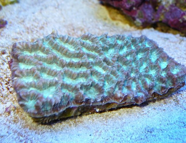 corals inverts - platygyra sp. - brain worm platygyra coral stocking in 90 gallons tank - maze coral corals inverts - platygyra sp. - brain worm platygyra coral stocking in 90 gallons tank - maze coral