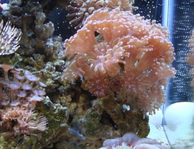 corals inverts - euphyllia paranchora - hammer / anchor coral, branching stocking in 30 gallons tank - hammer corals inverts - euphyllia paranchora - hammer / anchor coral, branching stocking in 30 gallons tank - hammer
