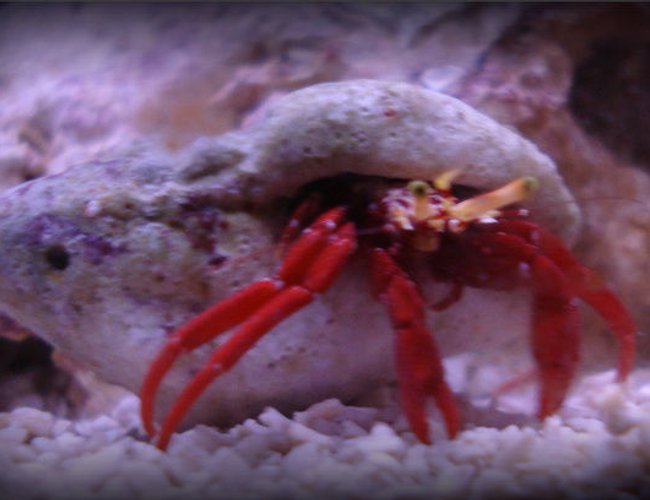 corals inverts - paguristes cadenati - scarlet reef hermit crab stocking in 20 gallons tank - My bigger scarlet reef hermit crab. corals inverts - paguristes cadenati - scarlet reef hermit crab stocking in 20 gallons tank - My bigger scarlet reef hermit crab.
