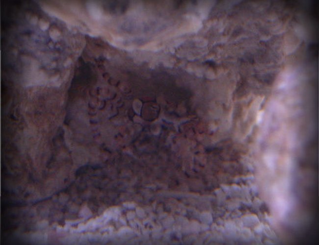 corals inverts - lybia sp. - pom pom crab stocking in 20 gallons tank - My Pom Pom crab, Johnson. corals inverts - lybia sp. - pom pom crab stocking in 20 gallons tank - My Pom Pom crab, Johnson.