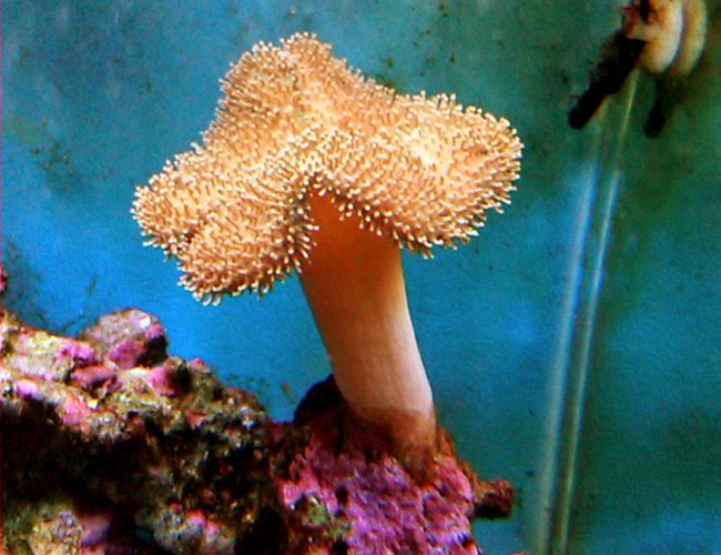 corals inverts - sarcophyton sp. - toadstool mushroom leather coral stocking in 55 gallons tank - toad stool leather corals inverts - sarcophyton sp. - toadstool mushroom leather coral stocking in 55 gallons tank - toad stool leather