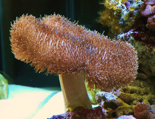 corals inverts - sarcophyton sp. - toadstool mushroom leather coral stocking in 150 gallons tank - The Tree of Life! corals inverts - sarcophyton sp. - toadstool mushroom leather coral stocking in 150 gallons tank - The Tree of Life!